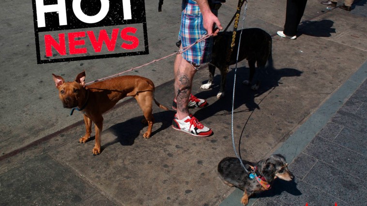 perros-tatoos